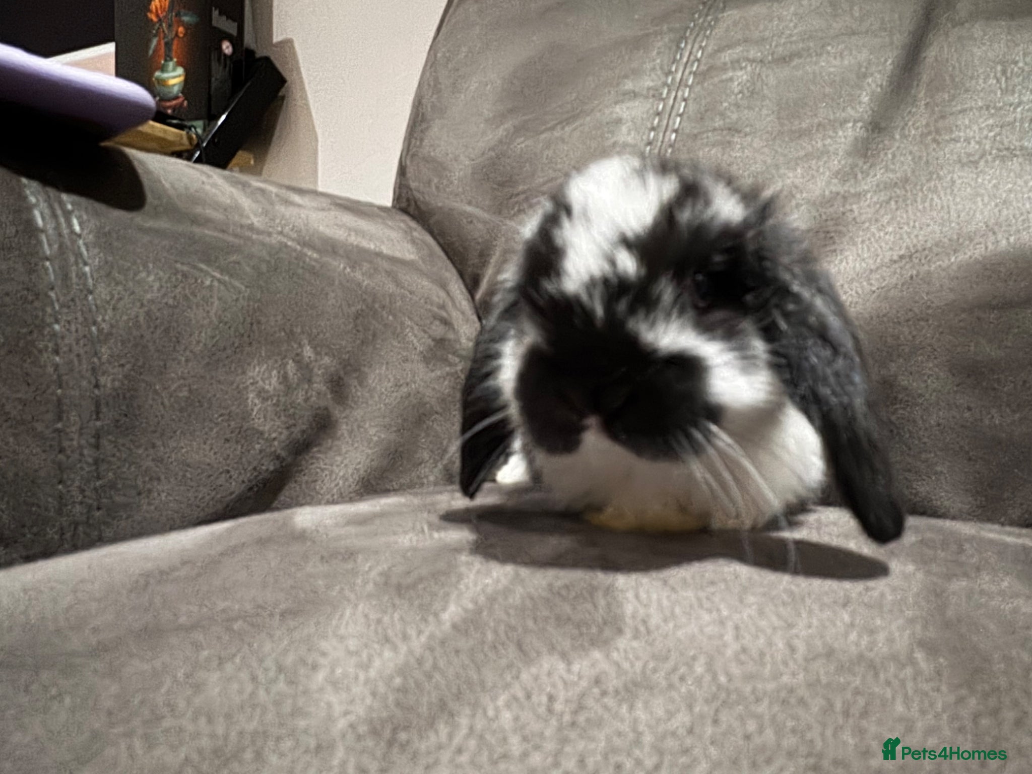 Mini Lop rabbits 💙 Pure Breed Mini Lop Boys Available 🩷 - Advert 2