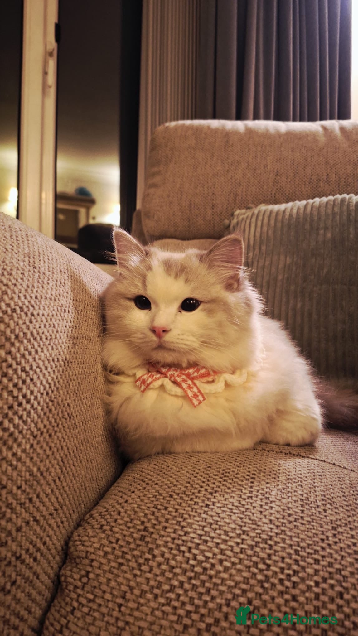 Ragdoll cats GCCF Pedigree Ragdoll Kitten - Advert 3