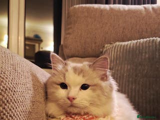 Ragdoll cats GCCF Pedigree Ragdoll Kitten - Advert 3