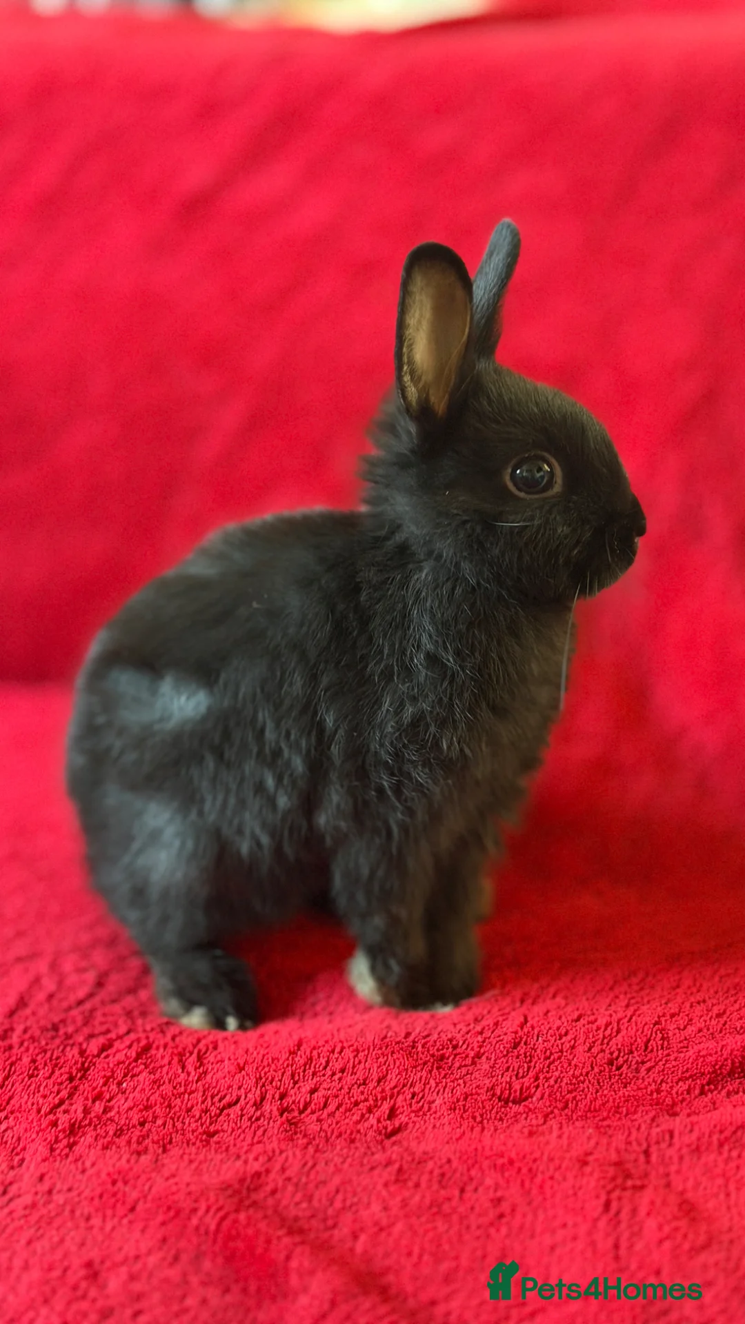 Netherland Dwarf rabbits for sale: Dwarf rabbit 🐰 - Advert 4