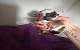 Pomeranian dogs for sale: 1 BOY 1 GIRL POMERANIAN PUPPIES AVAILABLE  - Image 32