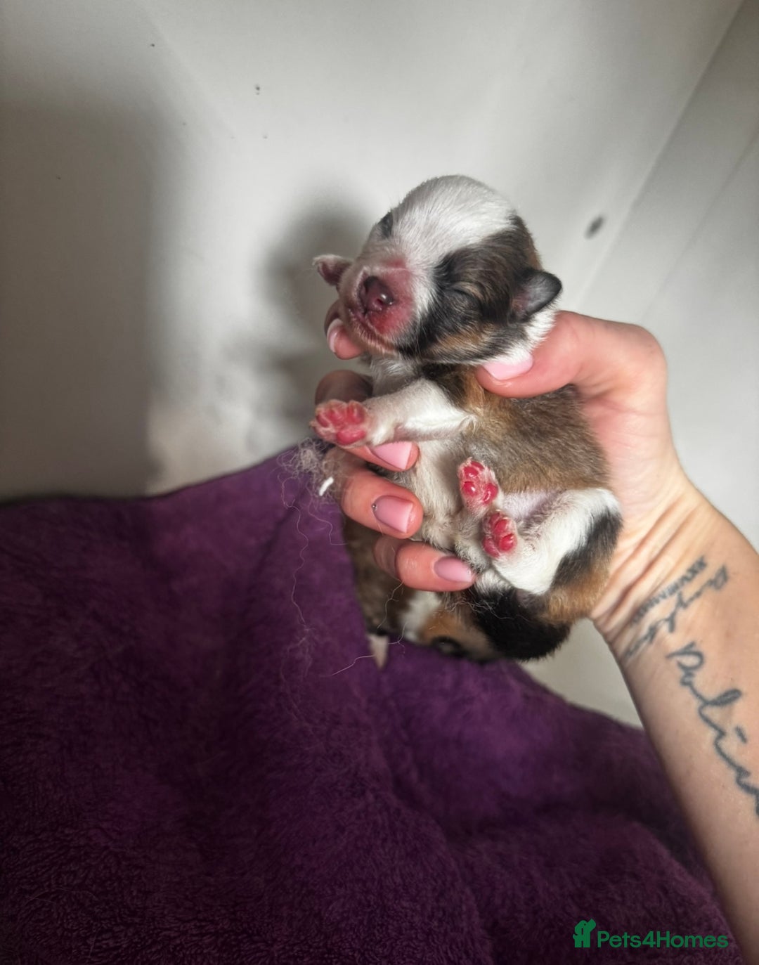 Pomeranian dogs for sale: 1 BOY 1 GIRL POMERANIAN PUPPIES AVAILABLE  - Image 32