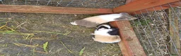 Guinea Pig rodents for sale: Baby boy guinea pigs  available soon - Advert 8