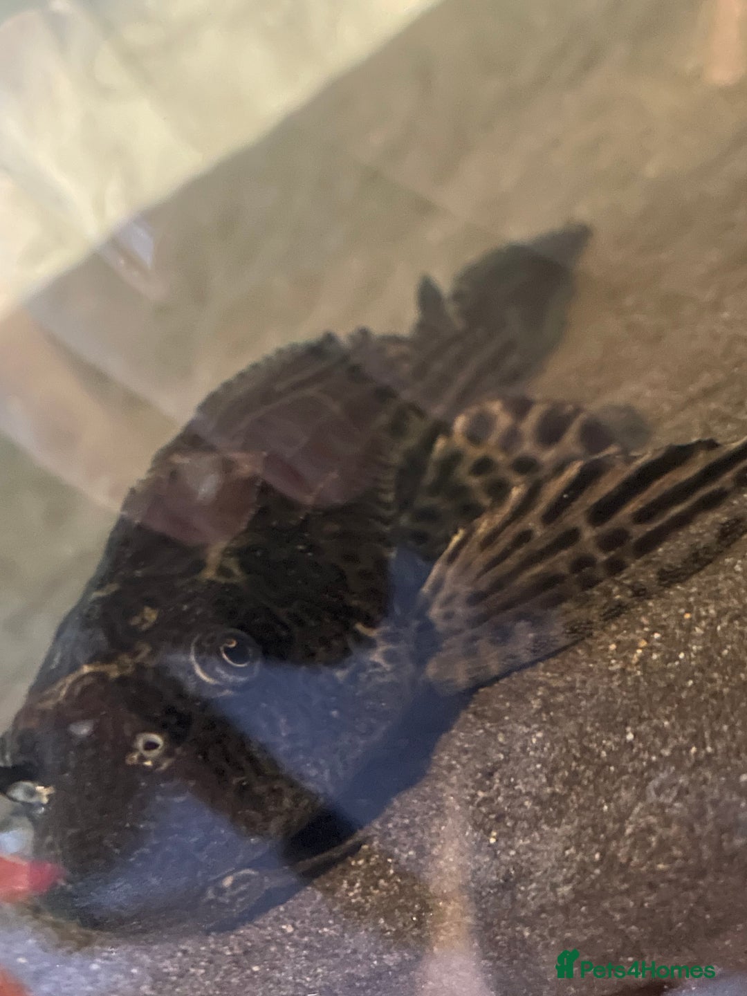 Plecos fish for sale: Pleco fish  - Advert 3