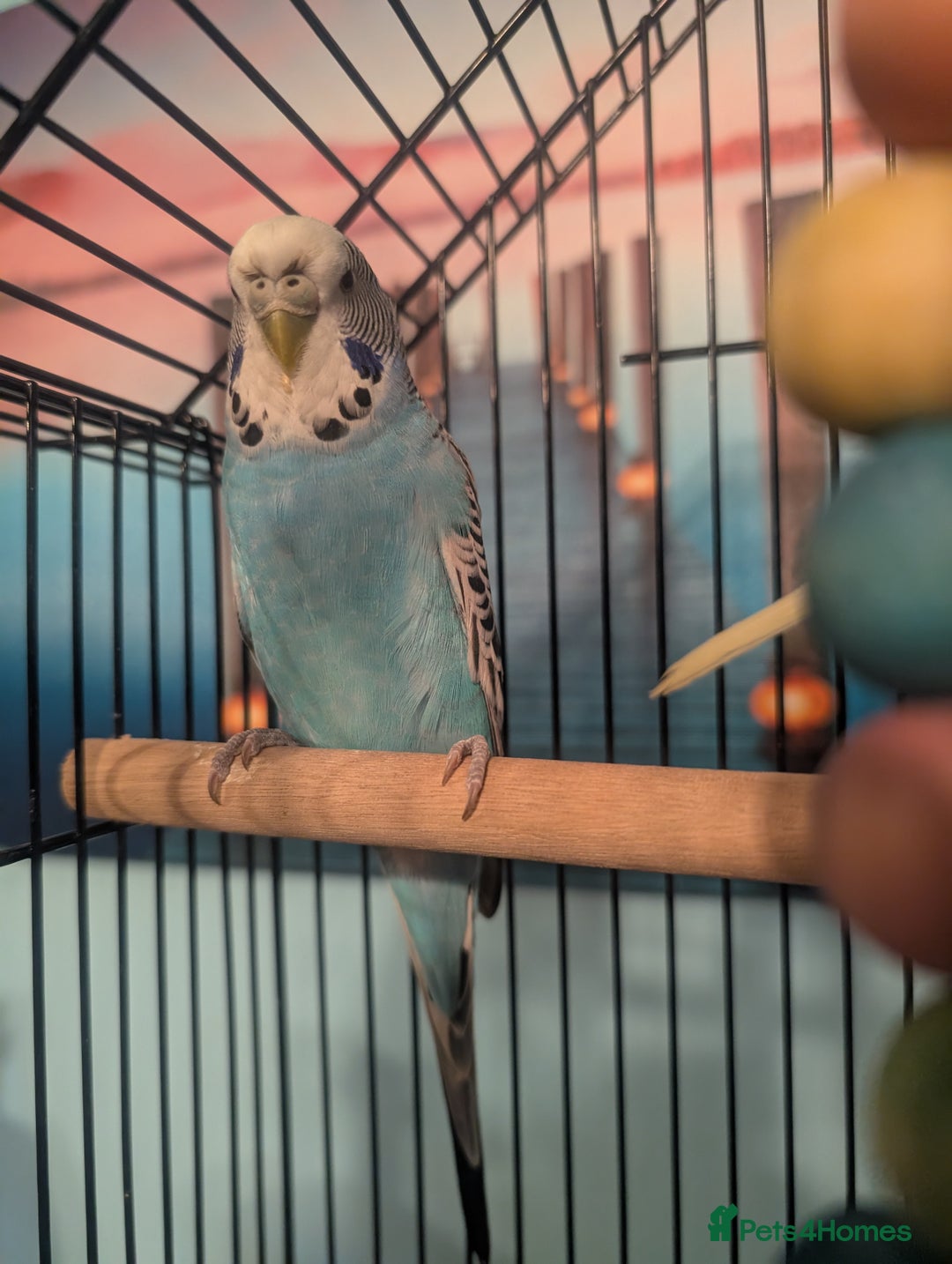 Budgerigars birds for sale: Male & Female pair of budgies  - Advert 5