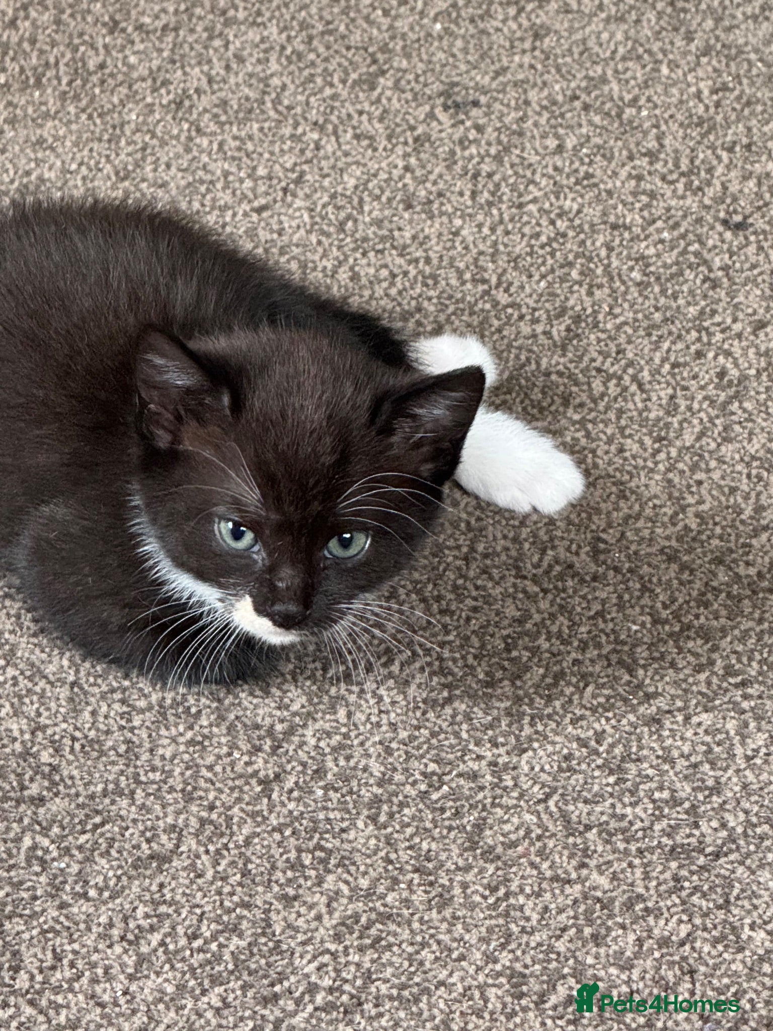 Mixed Breed cats Female kitten  - Advert 8