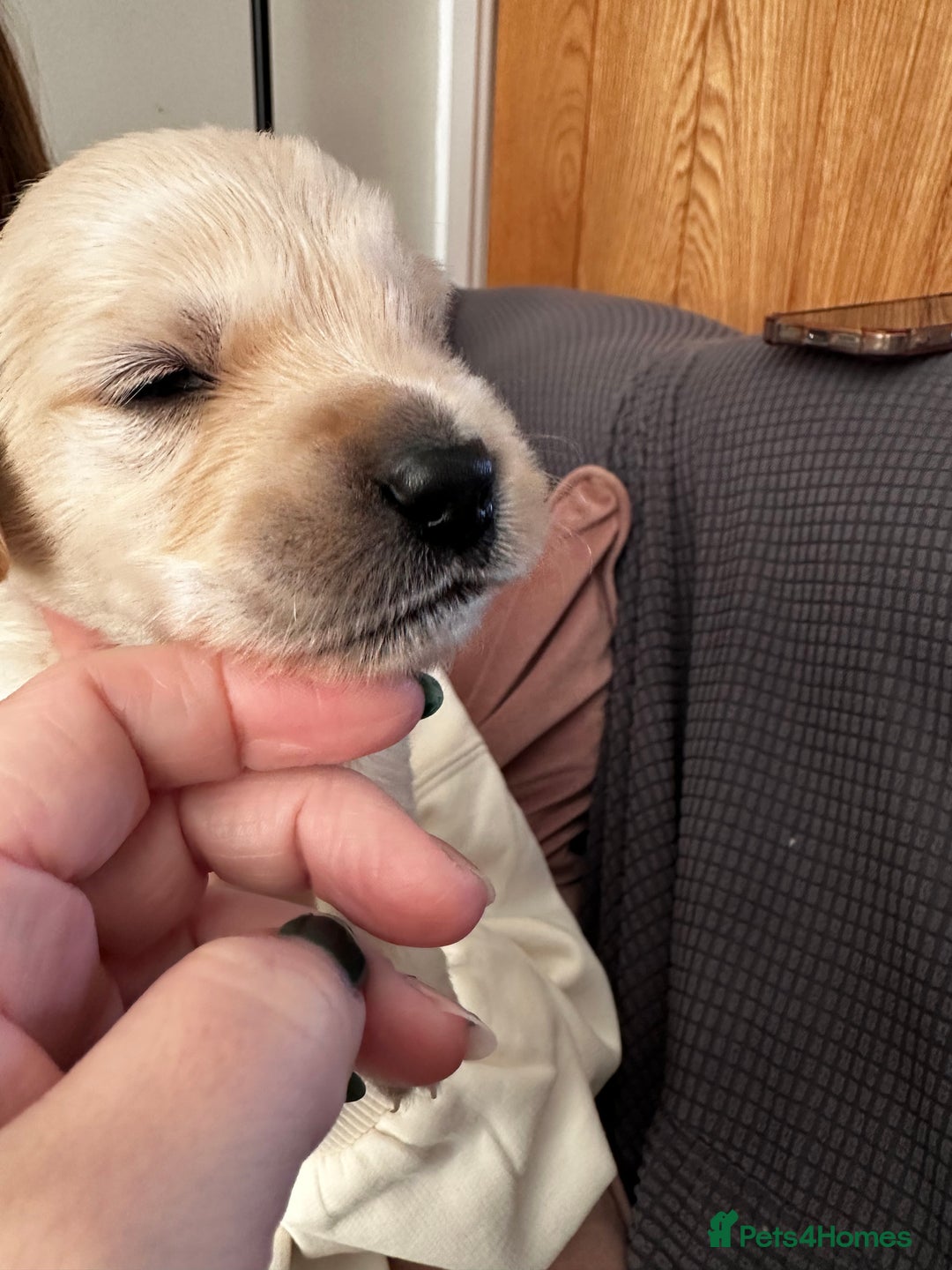 Golden Retriever dogs for sale: Daisy’s first litter - Advert 11