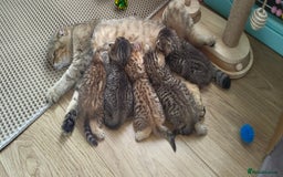 Scottish Fold cats for sale: Scottish Fold kittens -waiting list NOW OPEN! 😻 - Image 1