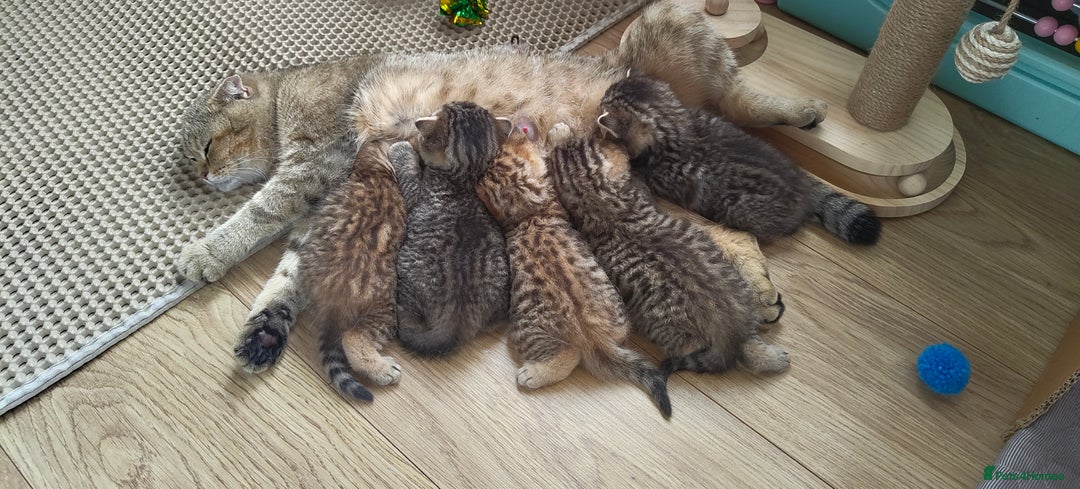 Scottish Fold cats for sale: Scottish Fold kittens -waiting list NOW OPEN! 😻 - Image 1