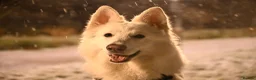 White Swiss Shepherd dogs for sale: KC registerd Well-Trained White Swiss Shepherd - Advert 7