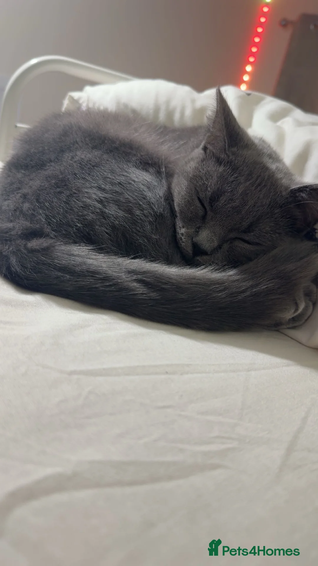 Mixed Breed cats for sale: Female British Shorthair Siberian Mix  - Advert 2