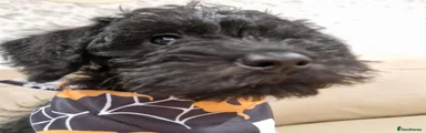 Schnoodle 1