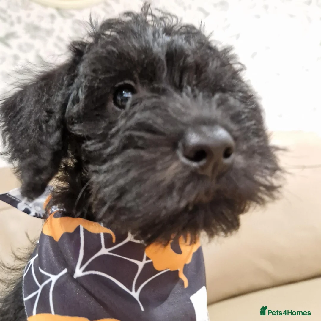 Schnoodle dogs for sale: schnoodle  - Advert 2
