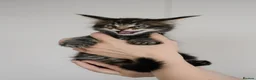 Maine Coon cats for sale: 5 Beautiful Russian Import Kittens TICA - Advert 12