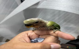Conures birds for sale: Hand Reared Tame baby conures  - Image 4