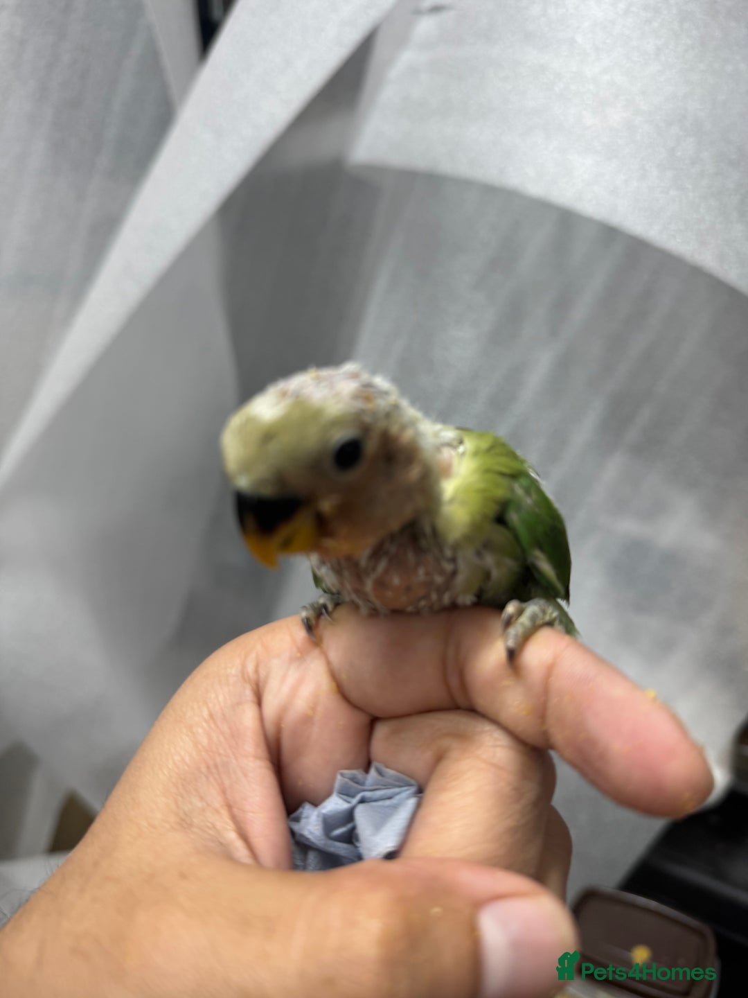 Conures birds for sale: Hand Reared Tame baby conures  - Image 4