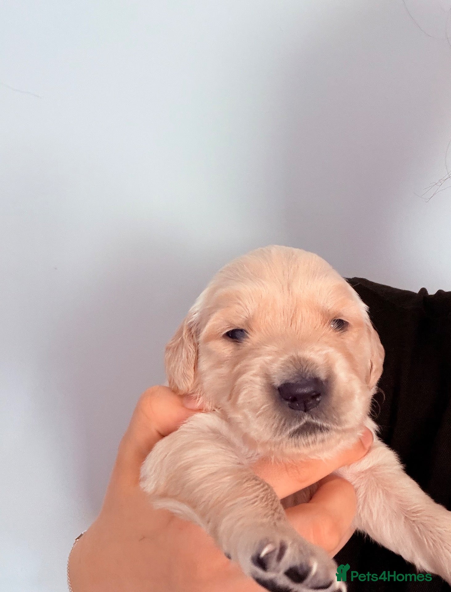 Golden Retriever dogs Golden retriever puppies  - Advert 2