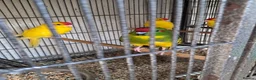 Parakeets birds for sale: Baby Kakarikies  - Advert 6
