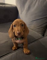Dachshund dogs Beautiful dachshund puppies Ready now - Advert 4