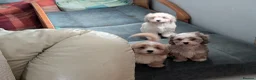 Mixed Breed dogs for sale: Adorable little bundles of joy!!  in Margate - Advert 12