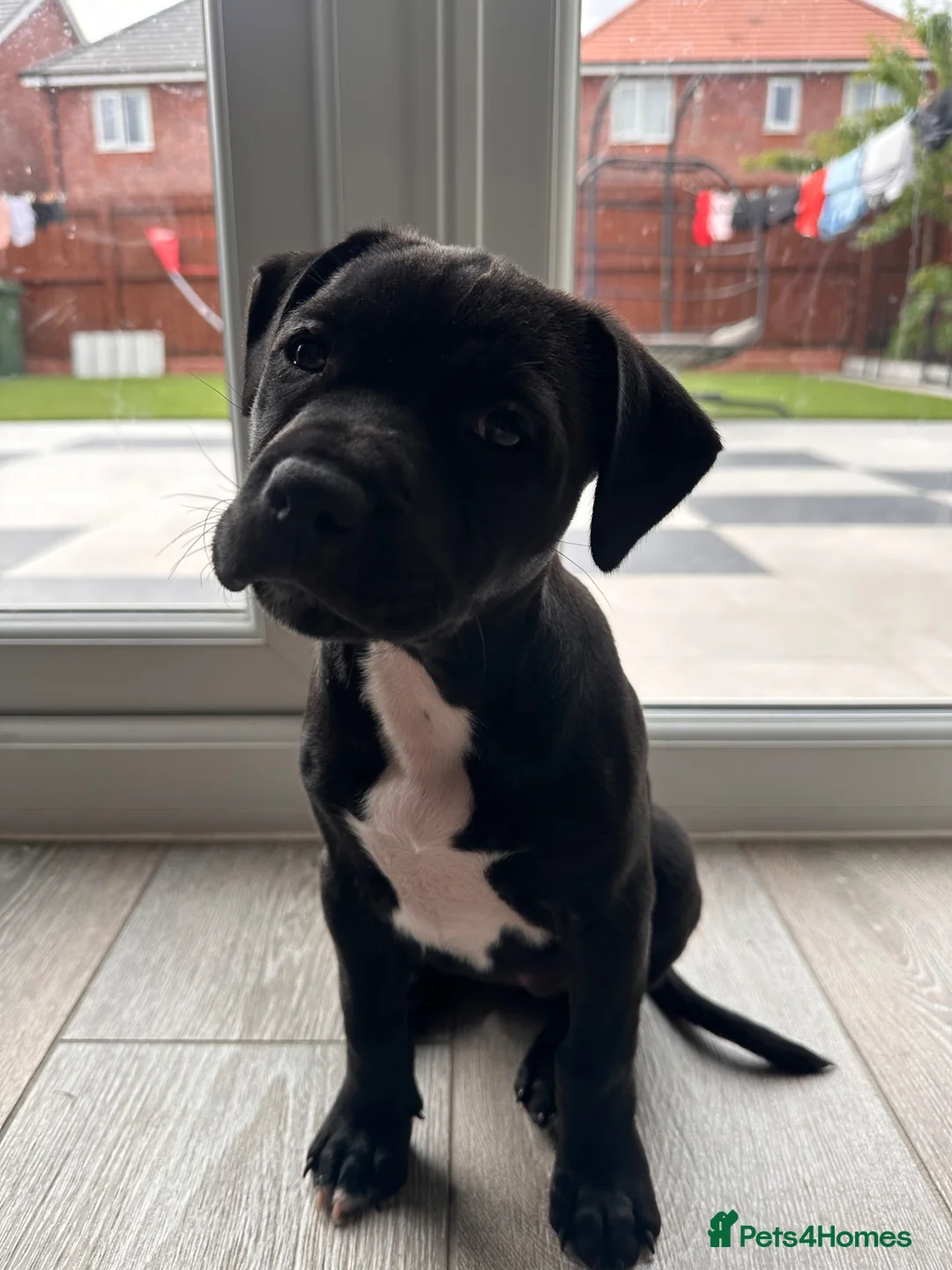Staffordshire Bull Terrier dogs for sale: Staffordshire bull terrier puppy (Lola)  - Advert 2