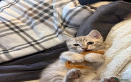 Mixed Breed cats for sale: 2 Gorgeous tabby boys left! - Advert 7