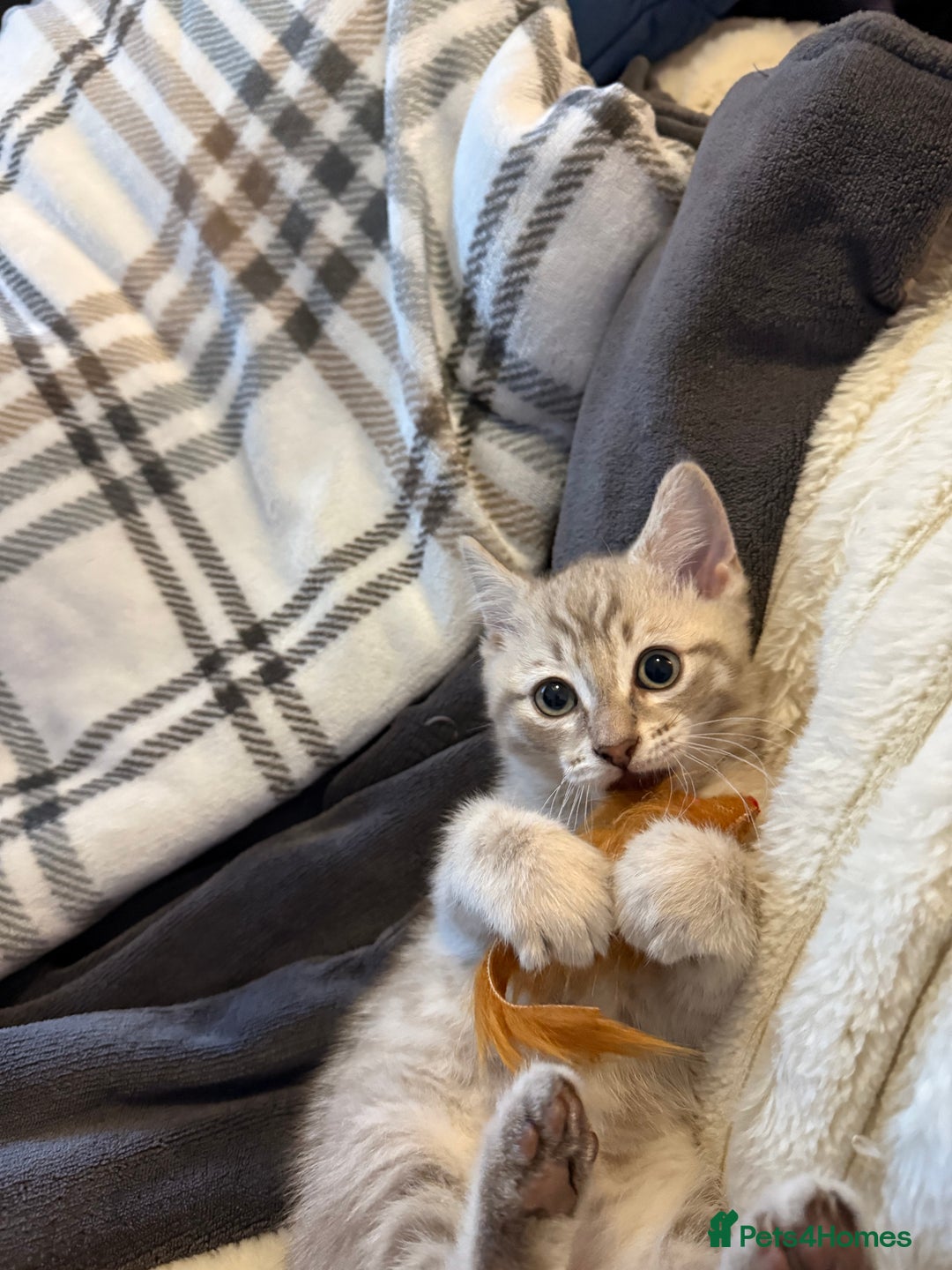 Mixed Breed cats for sale: 2 Gorgeous tabby boys left! - Advert 7