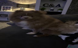 Pomeranian dogs for sale: Male lilac Pom  - Image 2