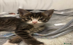 Norwegian Forest Cat cats for sale: Beautiful fluffy kittens - Image 10