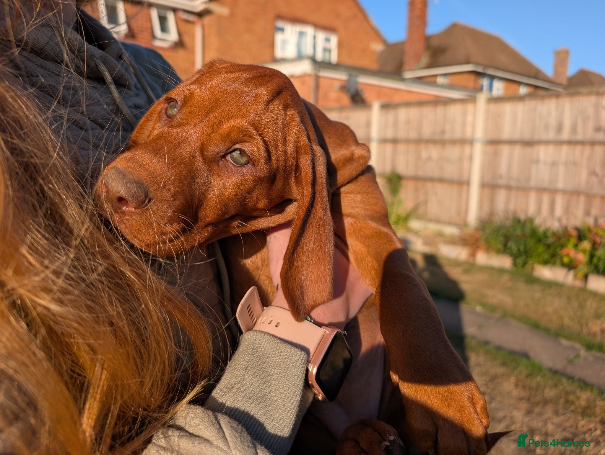 Hungarian Vizsla dogs *KC VISZLA PUPPIES *only 3 boys left - Advert 3