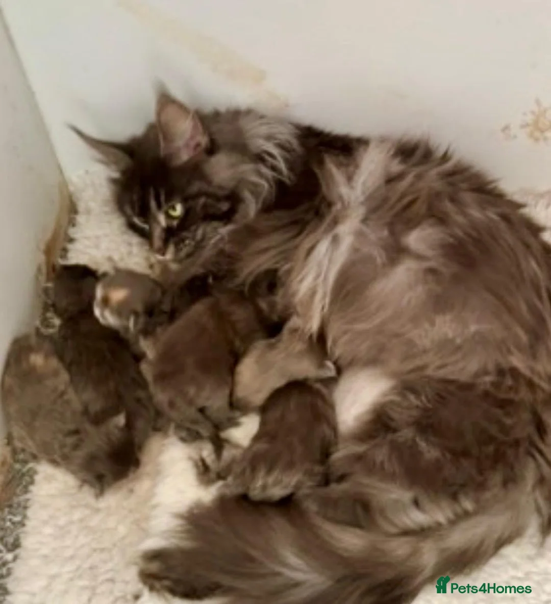 Maine Coon cats for sale: Adult female blue maine coon female cat  - Advert 2