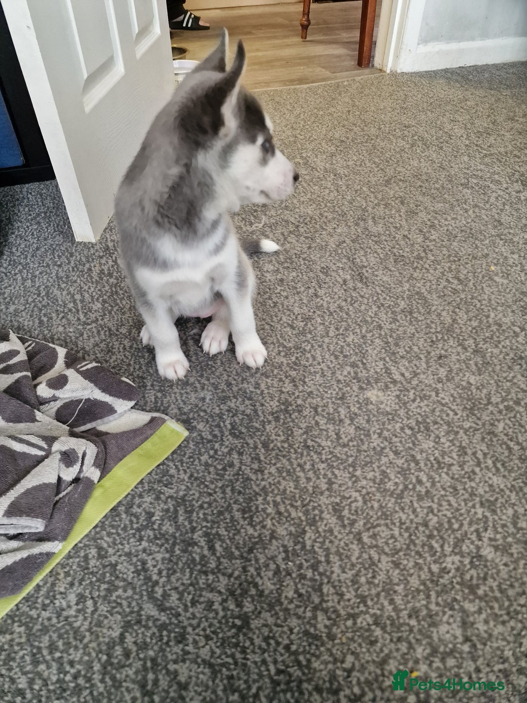 Siberian Husky dogs for sale: 4 lovely husky puppies for sale  - Image 19