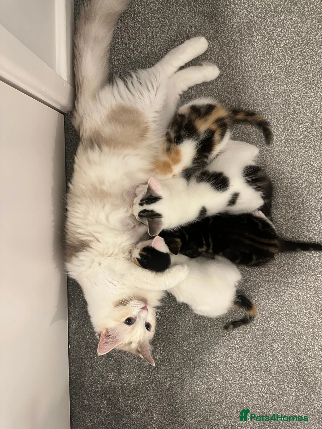 Ragdoll cats for sale: Beautiful Ragdoll Mix Kittens –  Litter Ready Soon in Nottingham - Advert 2