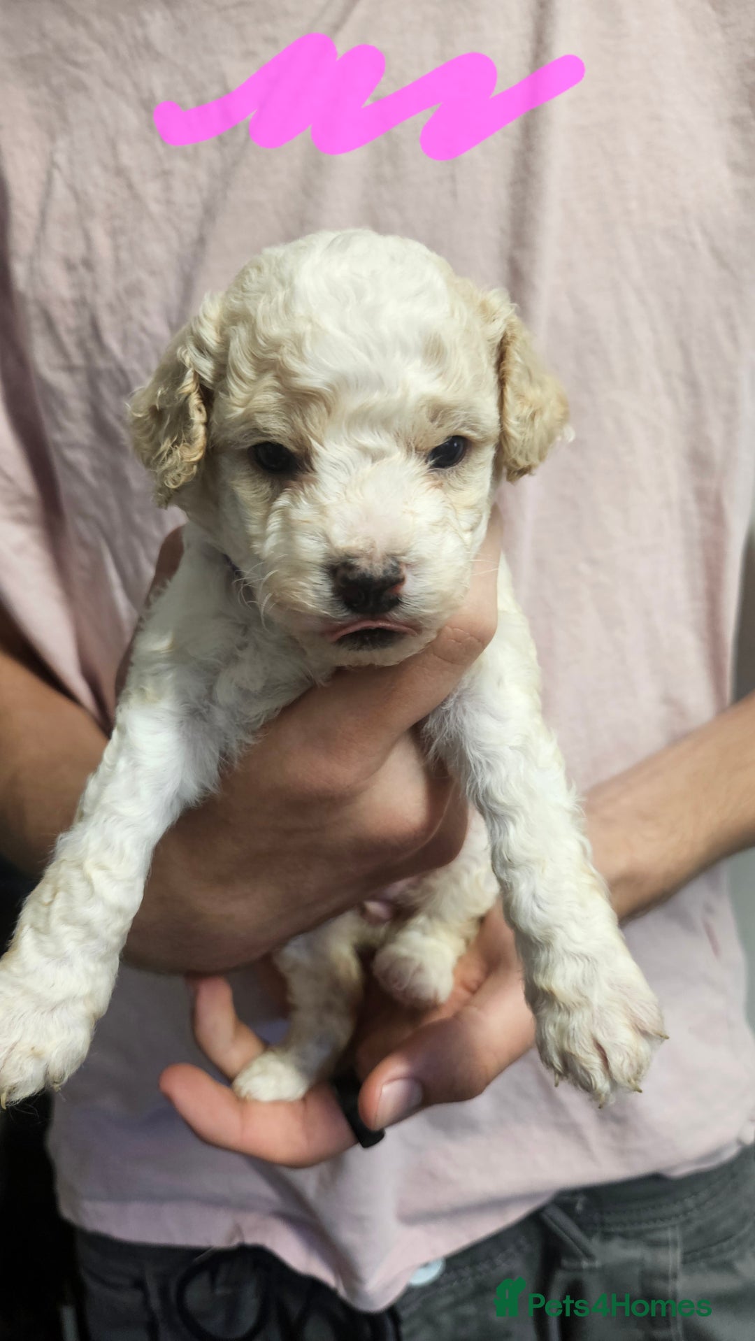 Cockapoo dogs for sale: Cockerpoo puppies for sale  - Image 3