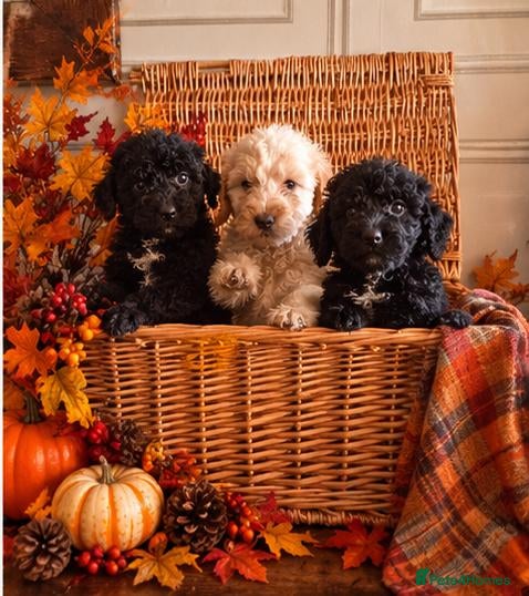 Saint Berdoodle dogs Mini Saint Bernadoodles -Ready NEXT WEEKEND - Advert 1