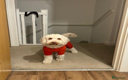 Cockapoo dogs for stud: STUD APRICOT COCKAPOO - Image 3