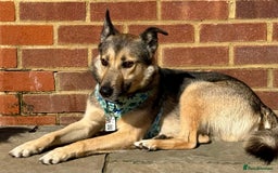 German Shepherd dogs for adoption: Wallie: Saved in the Final Moments - Image 10
