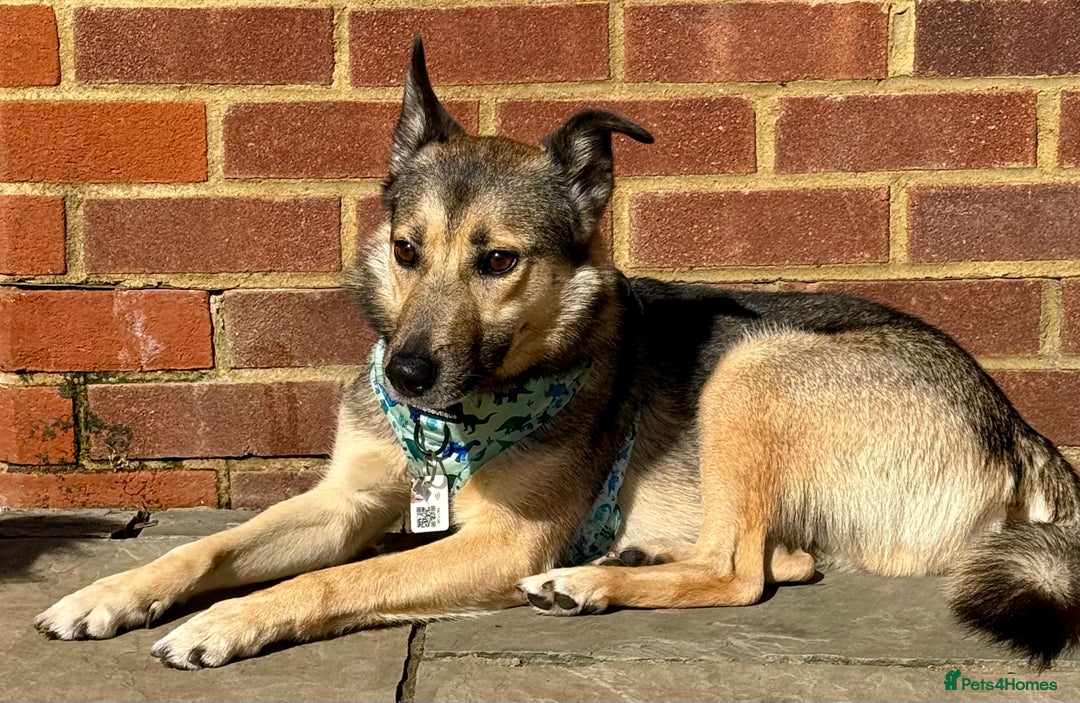 German Shepherd dogs for adoption: Wallie: Saved in the Final Moments - Image 10