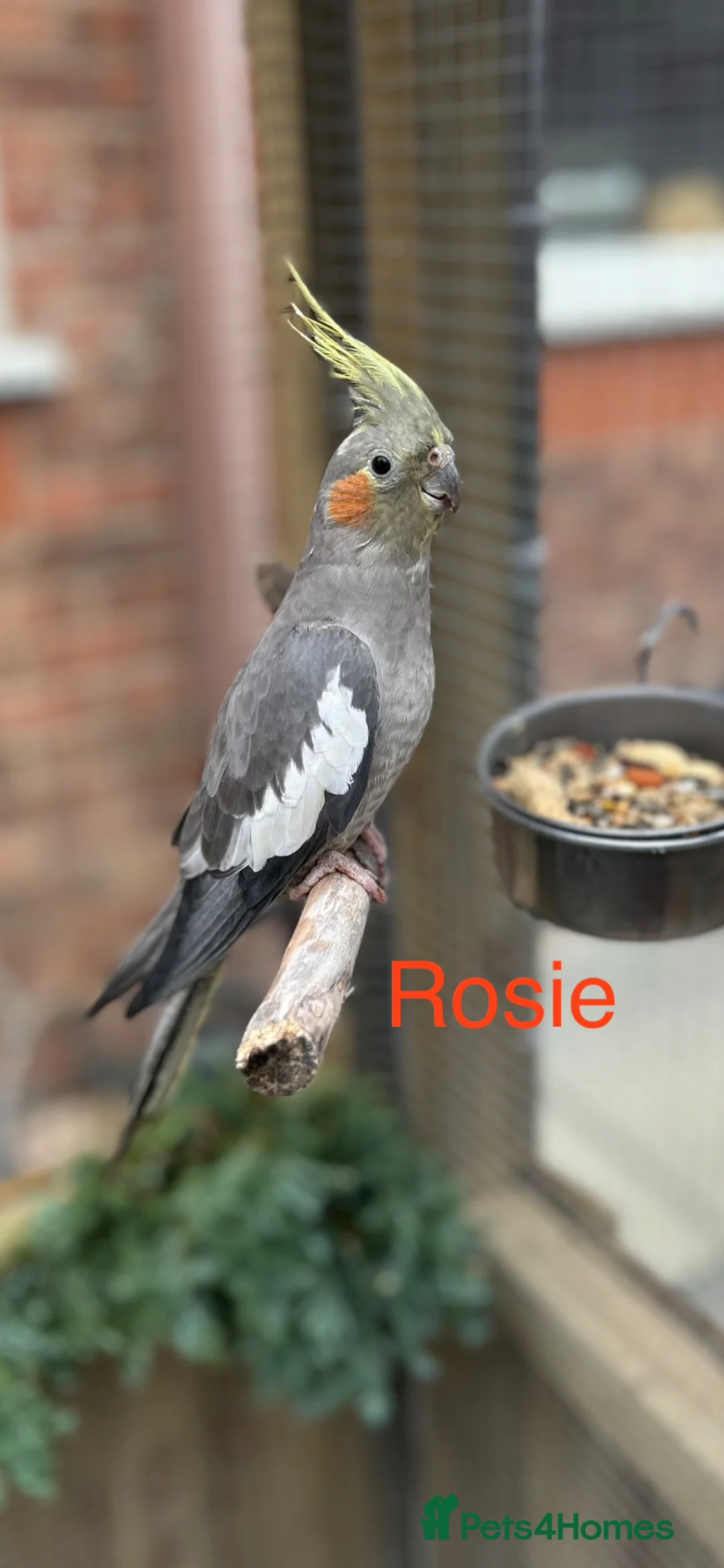 Cockatiels birds for sale: Pair of cockatiels  - Advert 2