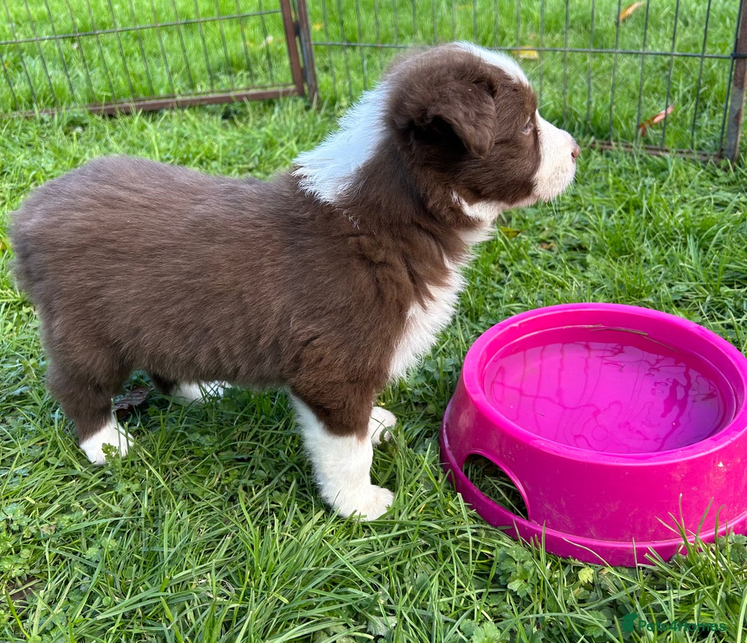Border Collie dogs for sale: ABSOLUTELY GORGEOUS BORDER COLLIE PUPS - Image 13