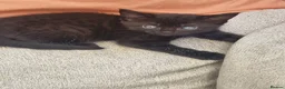 Mixed Breed cats for sale: Kittens in St. Ives - Advert 5