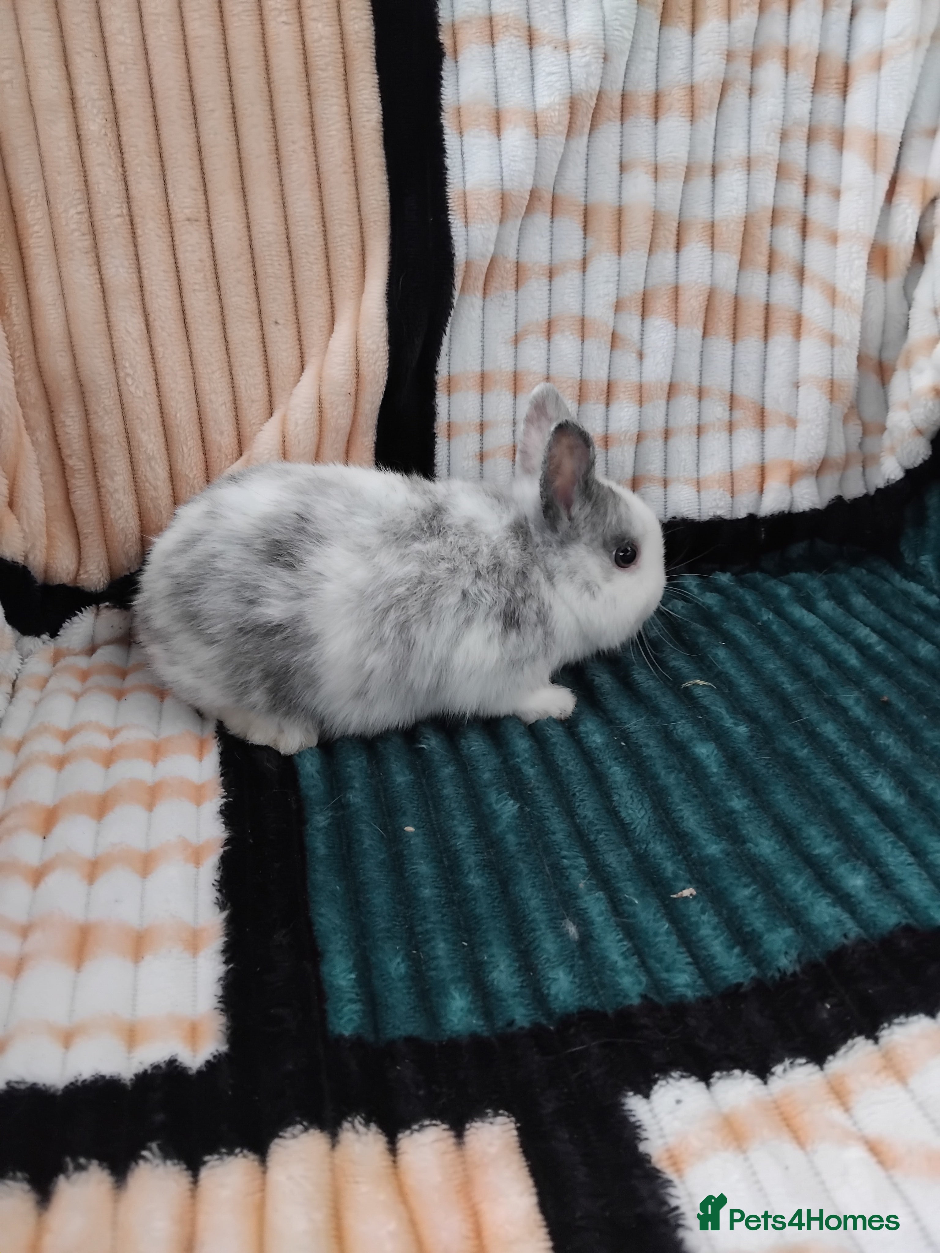 Netherland Dwarf rabbits Baby Rabbits for Sale - Advert 1