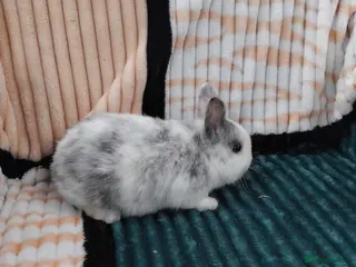 Netherland Dwarf rabbits Baby Rabbits for Sale - Advert 1