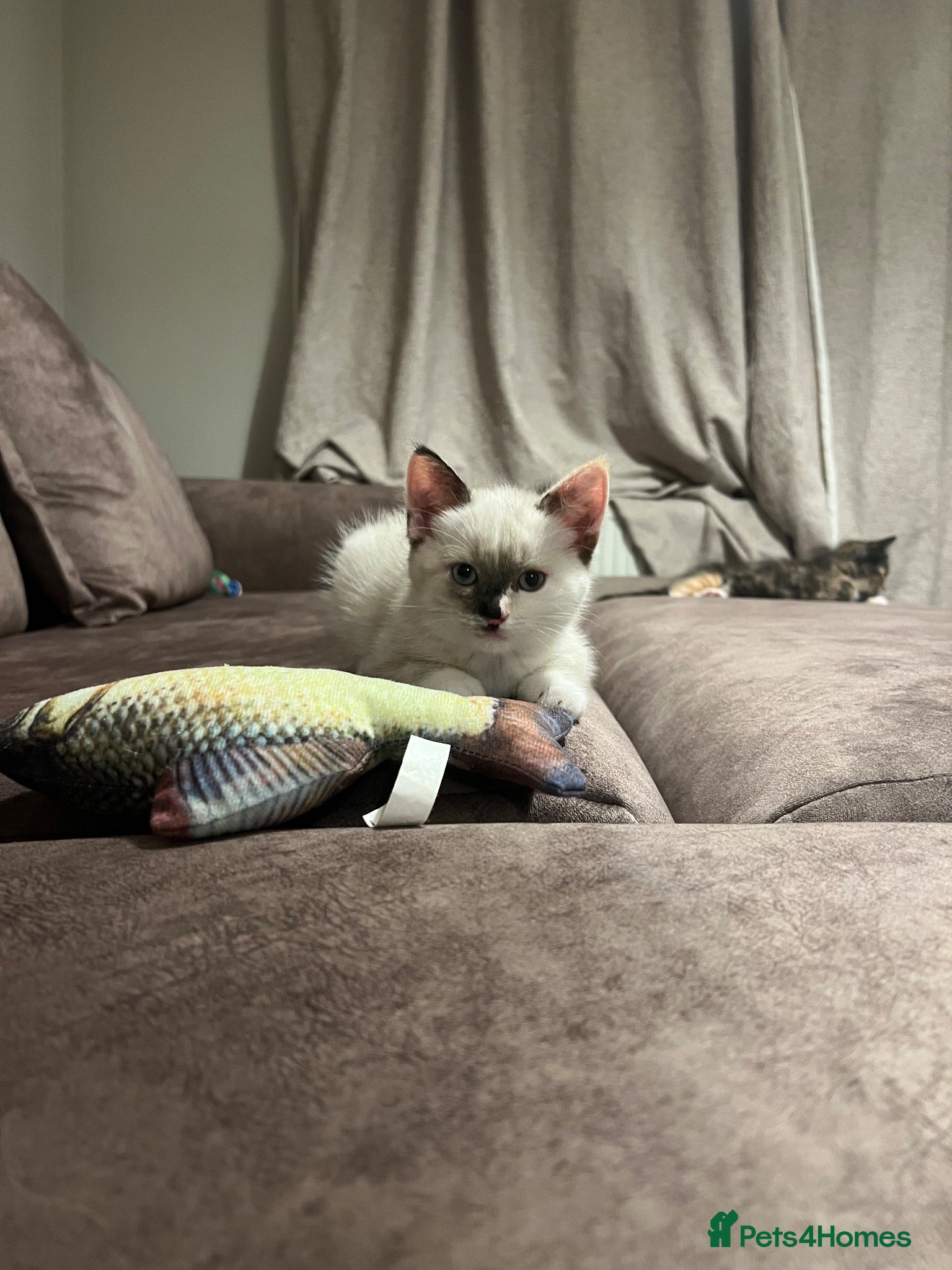 Mixed Breed cats Beautiful Ragdoll x kittens for sale  - Advert 2