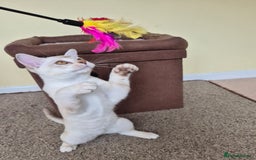 Burmilla cats for sale: Chocolate Silver Shaded Male Burmilla Kitten  - Image 8