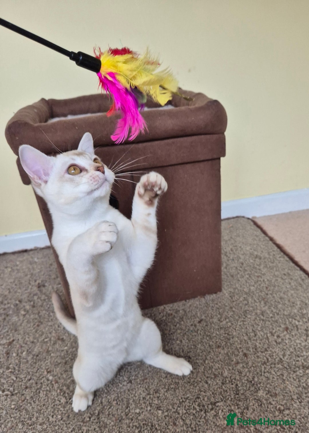 Burmilla cats for sale: Chocolate Silver Shaded Male Burmilla Kitten  - Image 8