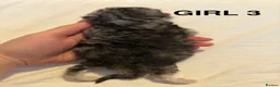 Persian cats for sale: all kittens on hold - Advert 20