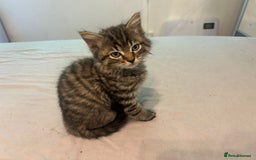 Ragdoll cats for sale: British long haired crossed Ragdoll kittens - Image 6