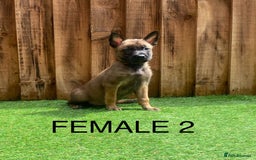 Belgian Shepherd Dog dogs for sale: Beautiful Belgium Malinois pups for sale  - Image 8