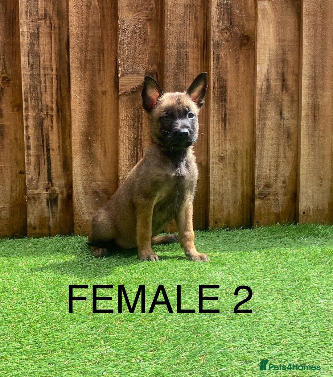 Belgian Shepherd Dog dogs for sale: Beautiful Belgium Malinois pups for sale  - Image 8